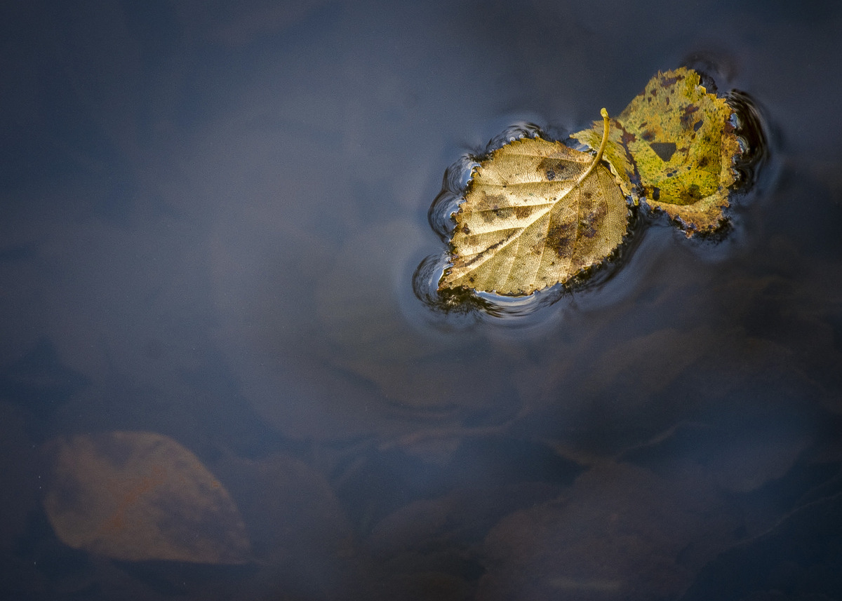 1st -Autumn Leaves - Tim Stott